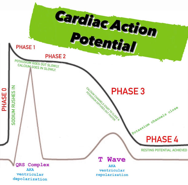 Cardiac Action Potential Breakdown || EMS Cardiology