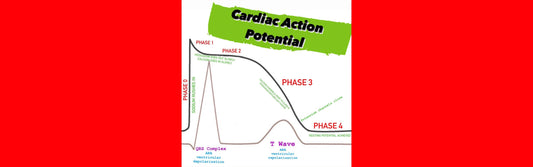 Cardiac Action Potential Breakdown || EMS Cardiology